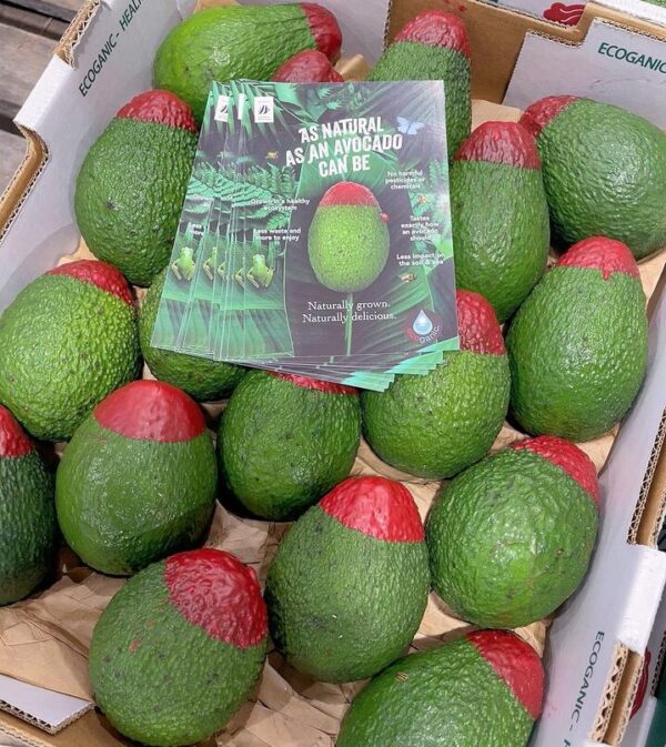 Ecoganic Organic Avocado - 1 Piece