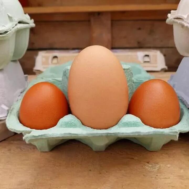 Wonderwander Forest-Raised Extra Large Eggs, 12pcs, 900g