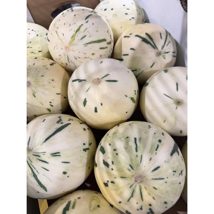 Dino Moon Dew Melon Small Size 1 Piece