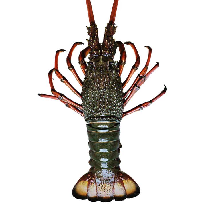 Frozen Australian Rock Lobster - 800-900g