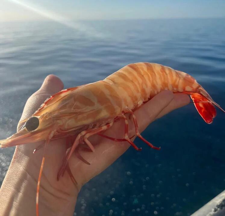 Skull Island Wild-Caught Extra Large Tiger Prawns U6/8 - 3kg