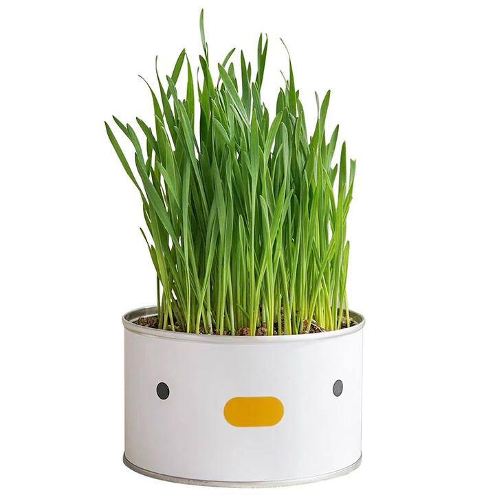 Purroom Cat Grass Can