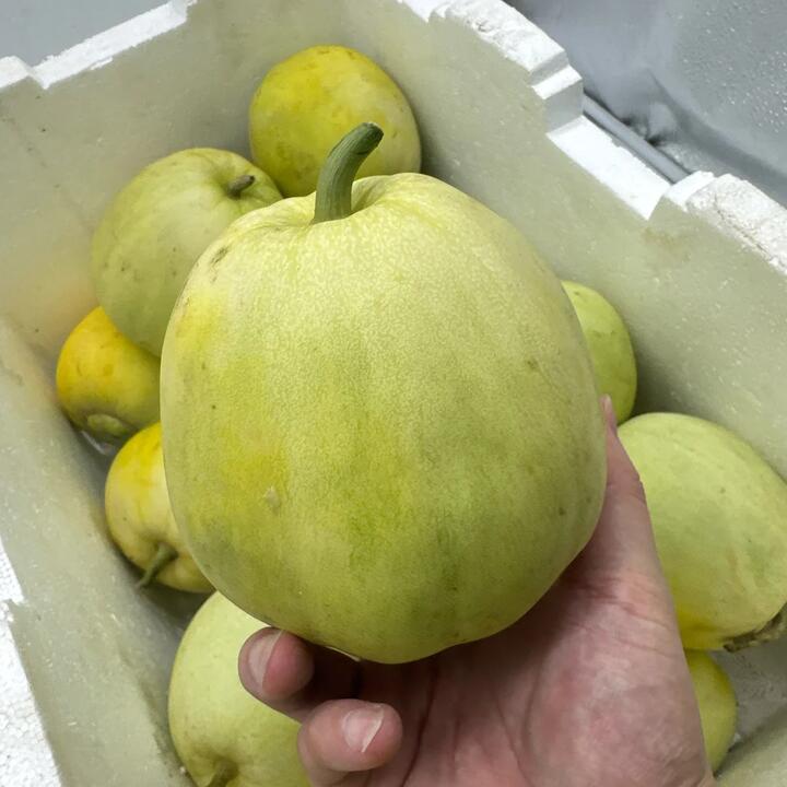 Japanese Sweet Treasure Melon - 1 Piece