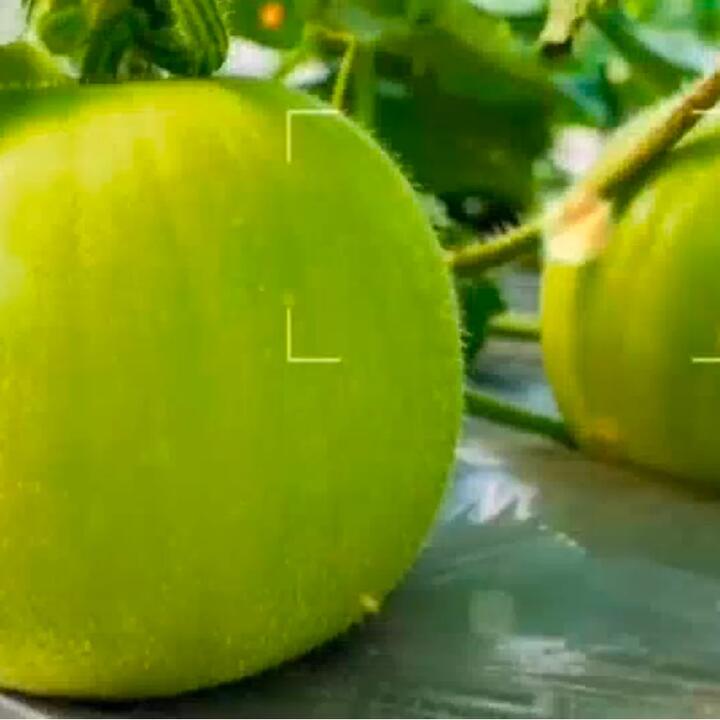 Taro-Scented Small Winter Melon - Whole or Cut, 1kg