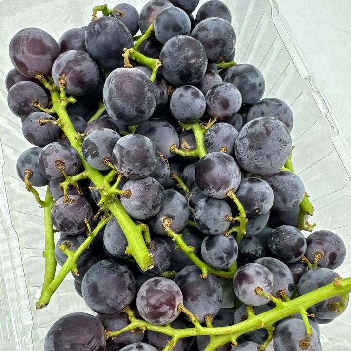 GEMS Kyoho Grapes - Australian Grown, 1kg