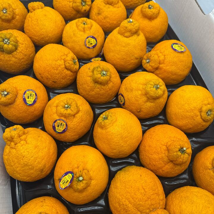 American Sumo Citrus - 2 Pieces