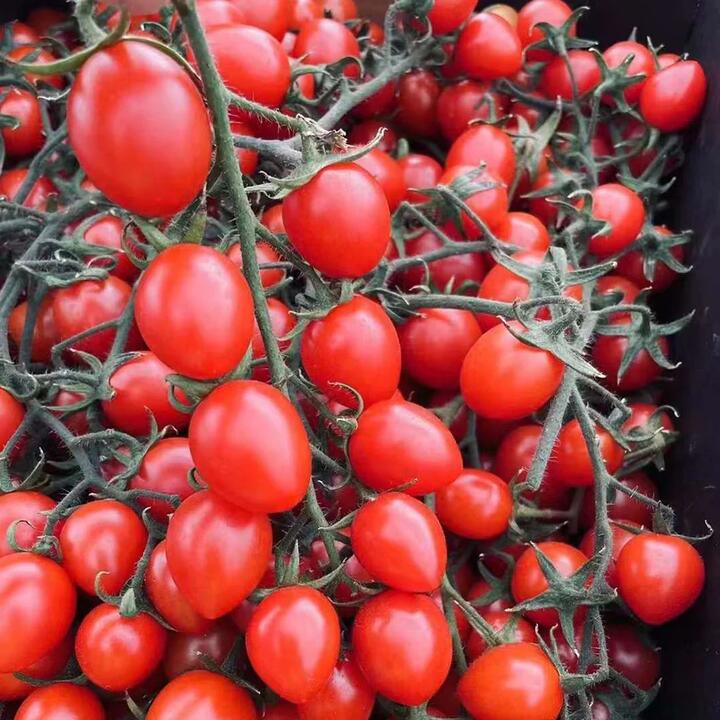 Cherry Roma Tomatoes, Extra Sweet - 1 Box, 500g