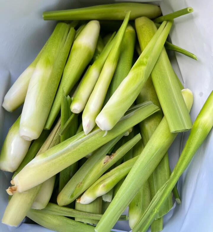 Water Bamboo Shoots, 500g