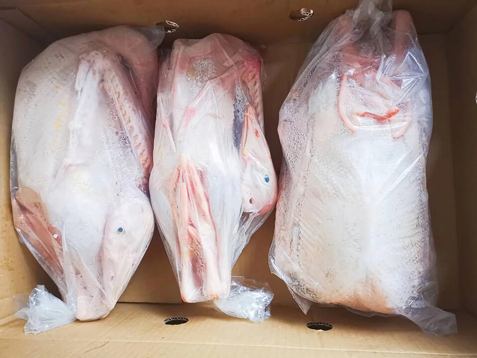 Wonderwander Frozen Free-Range Goose - 1.5-2kg (Includes Free-Range Pigeon - 250-350g)