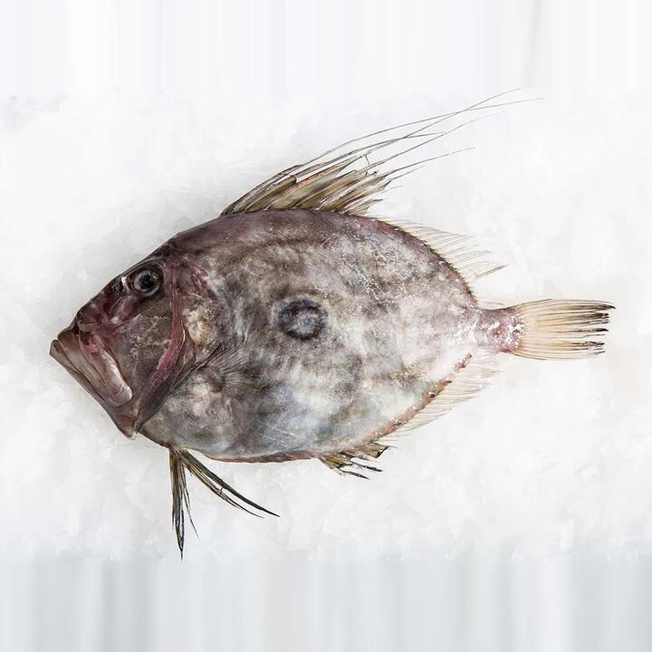 Fresh John Dory Fish (Scaled and Gutted) - 800g | (No Sunday Delivery)