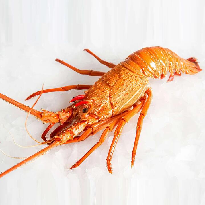 Frozen Western Australian Lobster - Cooked, Whole, 400-500g | (No Sunday Delivery)