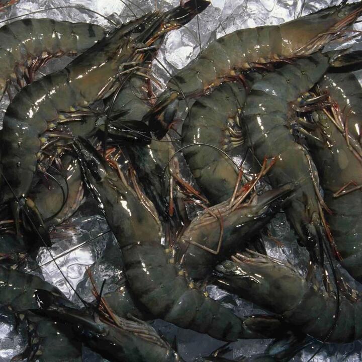 Black Tiger Prawns Size XL 500g | (No Sunday Delivery)