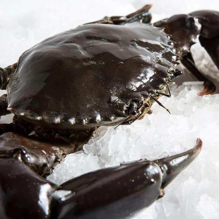 Live Mud Crab 1kg | (No Sunday Delivery)