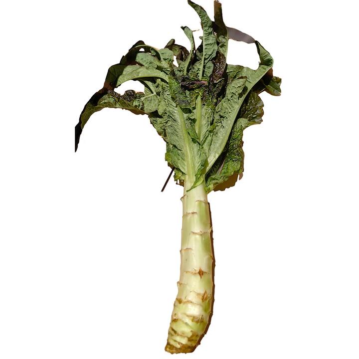 Large Celtuce - 1 Piece
