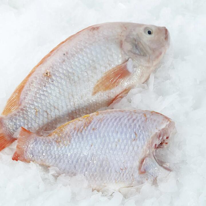 Frozen Red Tilapia (Headless, Gutted & Scaled) – Whole Cleaned Fish 800–900g